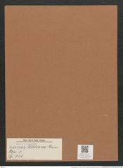 Navicula petitiana Grun. (de-Toni-Nr.: Genus 1, Species 651) Zeichnungen Sammlung Grunow Mappe 00556 (Herbarium_W_Grunow_drawings_Folder_00556)